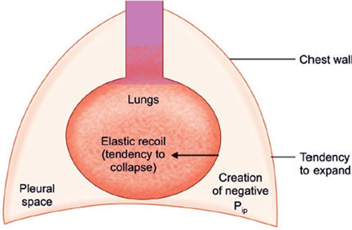 8/ Lung entrapment secondary to an infectious process is typically due to an increase in the elastic recoil of the atelectatic/consolidated lung with an increase in pleural fluid production from the visceral pleura.