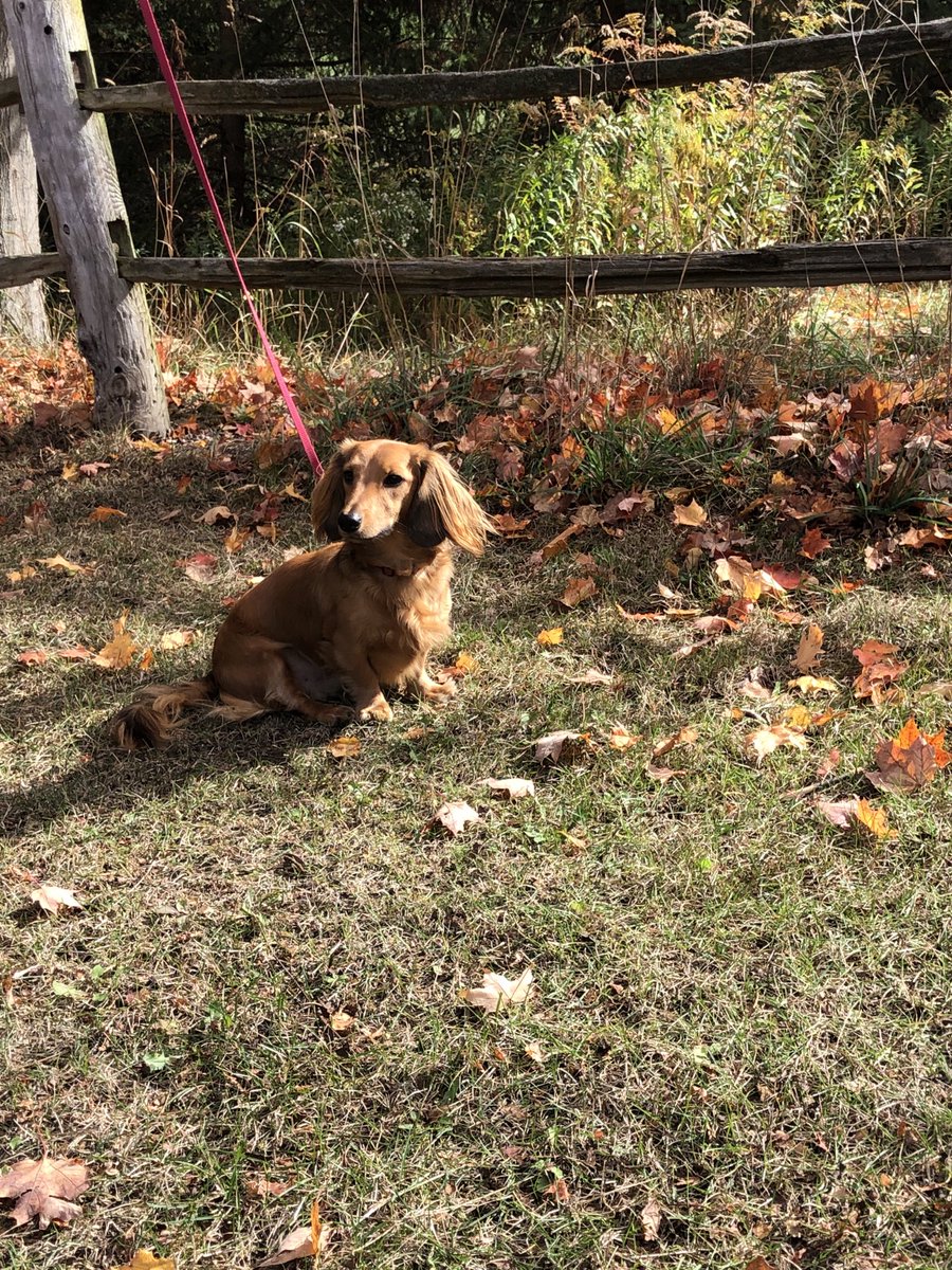 DSBN Tech tweet media