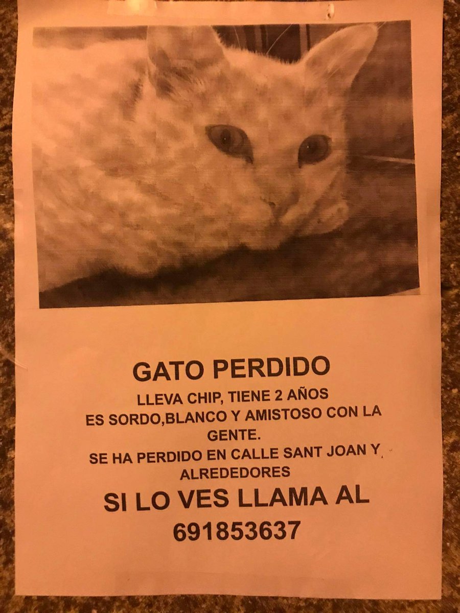 elsquissos's tweet photo. 🆘 GAT PERDUT MANRESA
S'ha perdut aquest gat pel c Sant Joan de Manresa
És sord
Comparatiu sis plau!
Contacte a la foto https://t.co/iPSt0vWttH