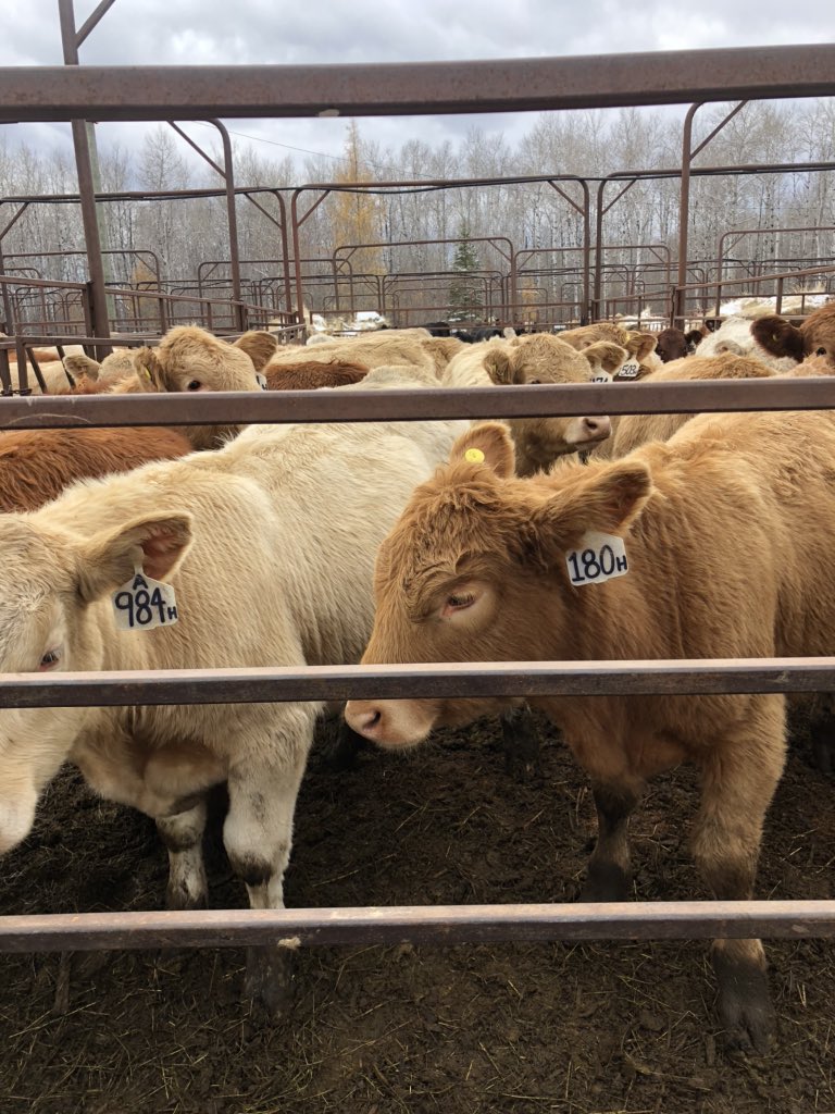 farmgirlkjb's tweet photo. #rainyriverraised #strattonsalesbarn https://t.co/pYj5NqQCfG