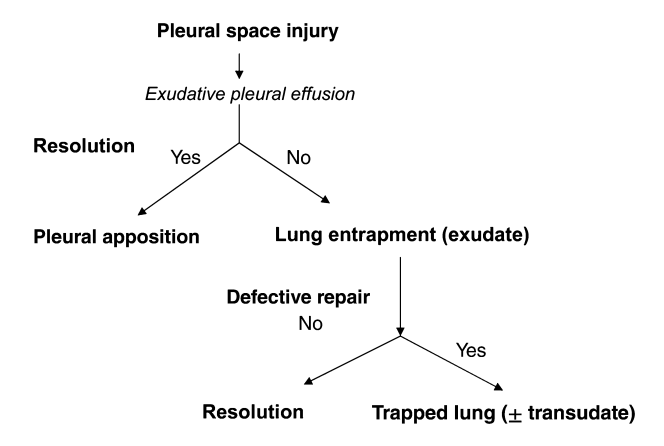 18/Check out these three figures from Huggins et al. as a quick review of the nonexpendable lung.