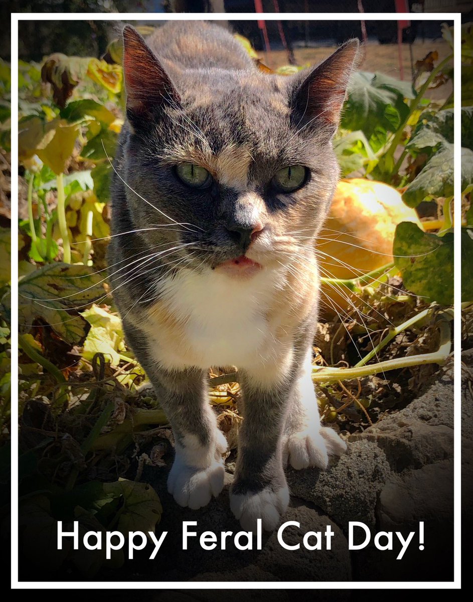 Today is #FeralCatDay now known as #GlobalCatDay  Thank you to all the compassionate caregivers who help #communitycats and participate in #tnr to reduce the birth of unwanted litters. 🐾. #spayandneuter #feralcats #rcanimalcenter