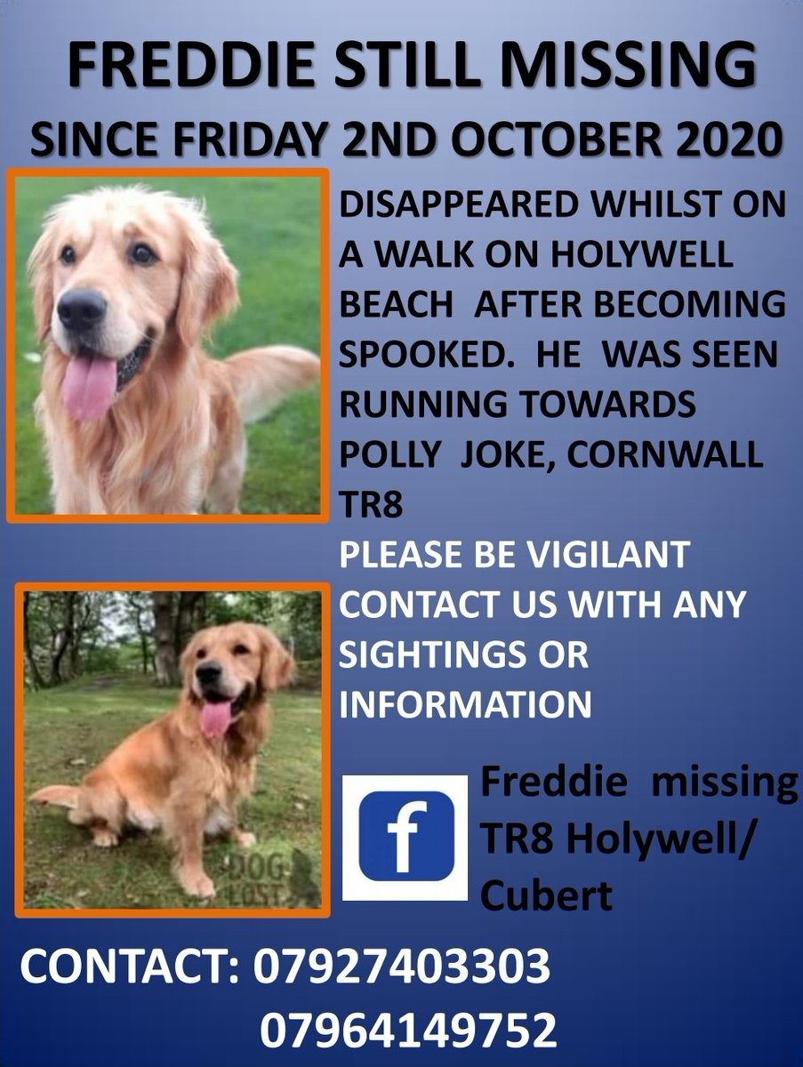 #goldenretriever #Freddie still #missing much loved #pet ran away from #Holywell bay last seen climbing the cliff #sightings needed #family still #searching #help find him #retweet #findFreddie <a href="/rosiedoc666/">Rosie Doc</a> <a href="/KarenFi51820768/">Karen Field</a> <a href="/RachaelB100/">Rachael</a> <a href="/gelert01/">GG01</a>