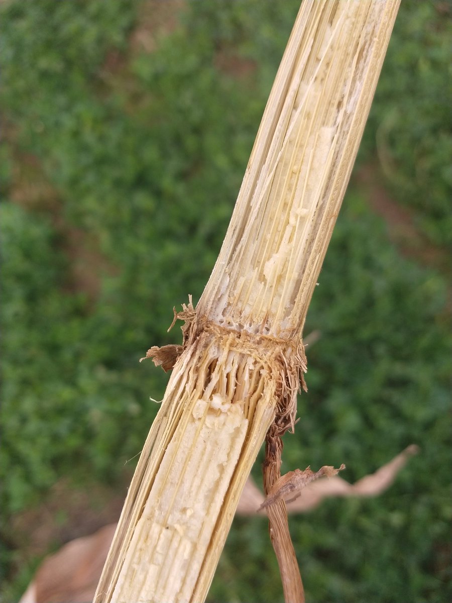 Bruce MacKellar tweet media