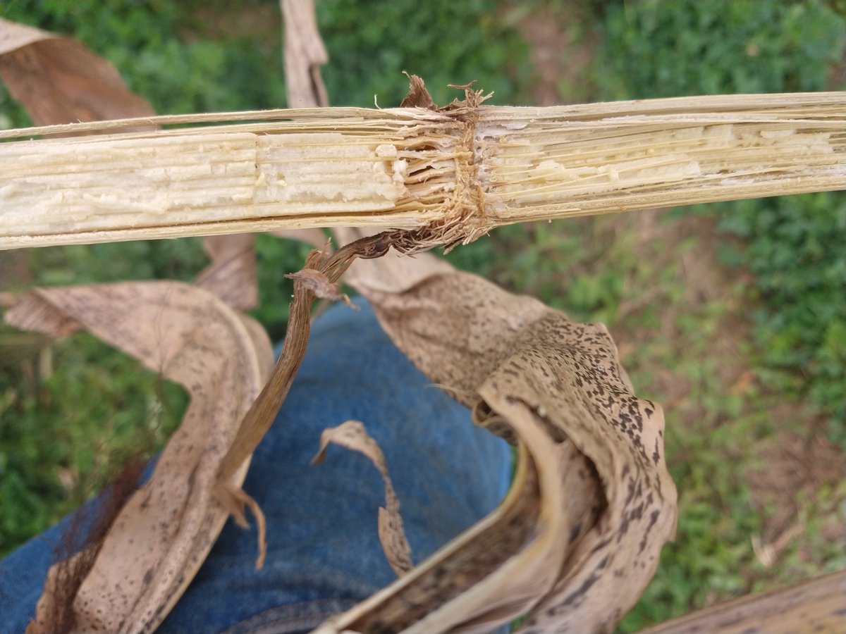 Bruce MacKellar tweet media