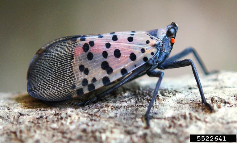 A new #invasivespecies threat is closing in on Ontario, and we’re calling on you (yes, you!) to help keep it at bay: bit.ly/3k2W13C