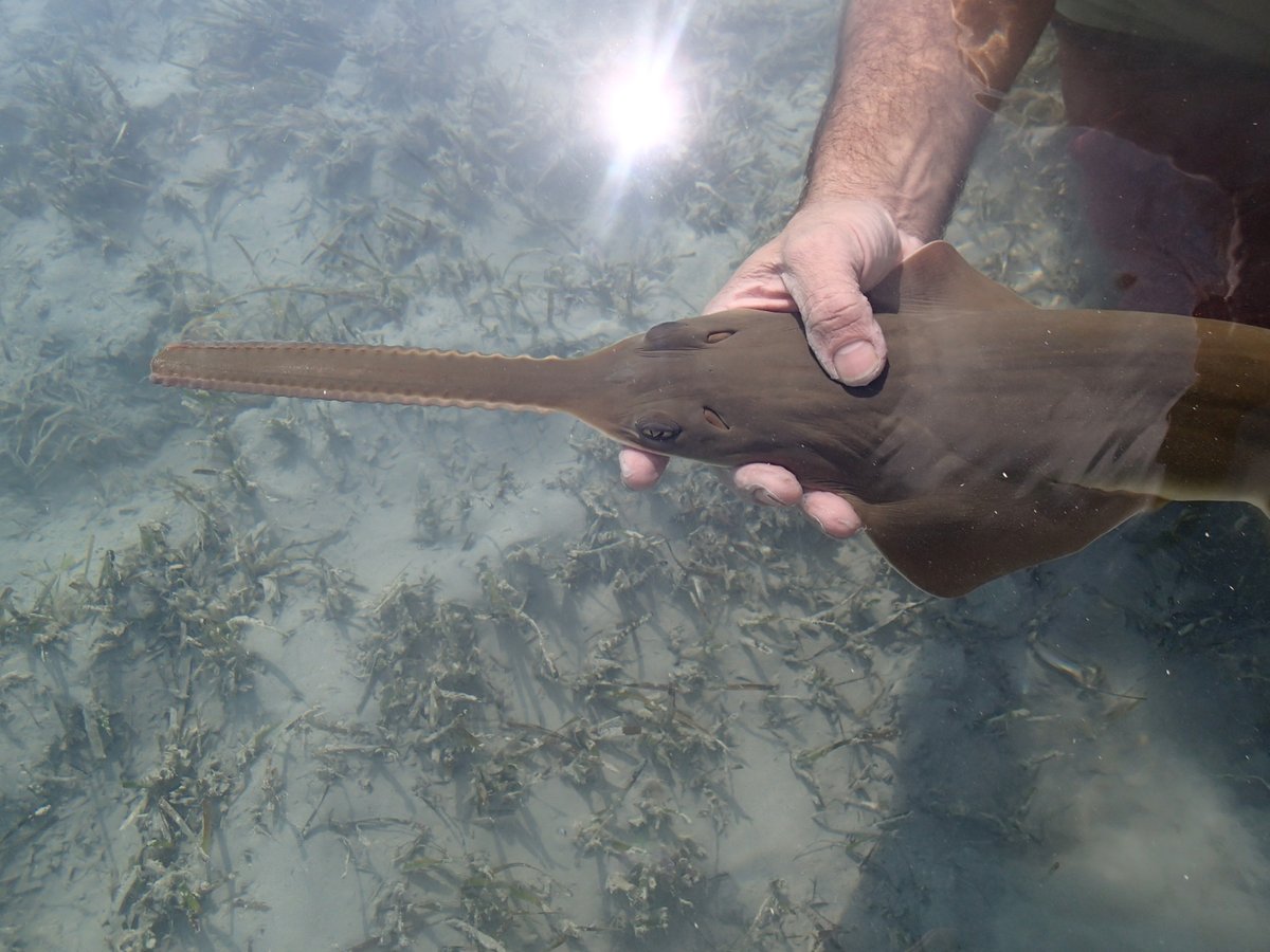 NOAAFisheriesSE's tweet image. #InternationalSawfishDay is tomorrow! DID YOU KNOW? Sawfishes give birth to 7-14 live young. The rostral teeth of the young are covered in a hardened-gelatinous material to protect the mother before and during birth. Smalltooth sawfish are born rostrum first! Pic: Andrea Kroetz