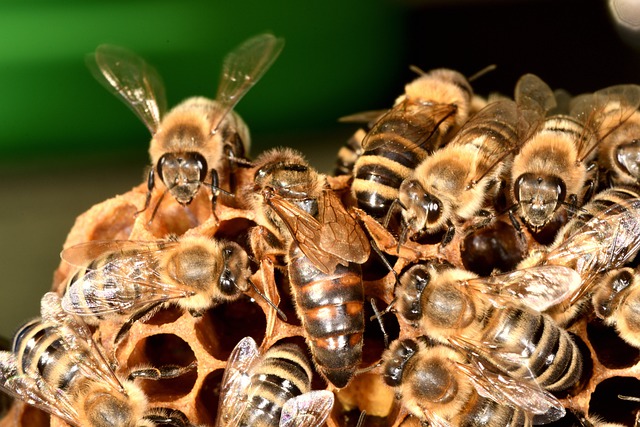 The word QUEEN originally just meant ‘wife’. QUEEN BEES were once wrongly assumed to be male, and so were originally called king bees. The Anglo Saxons got it right, though—the Old English word for a queen bee, ‘beomodor’, literally meant ‘bee-mother’.