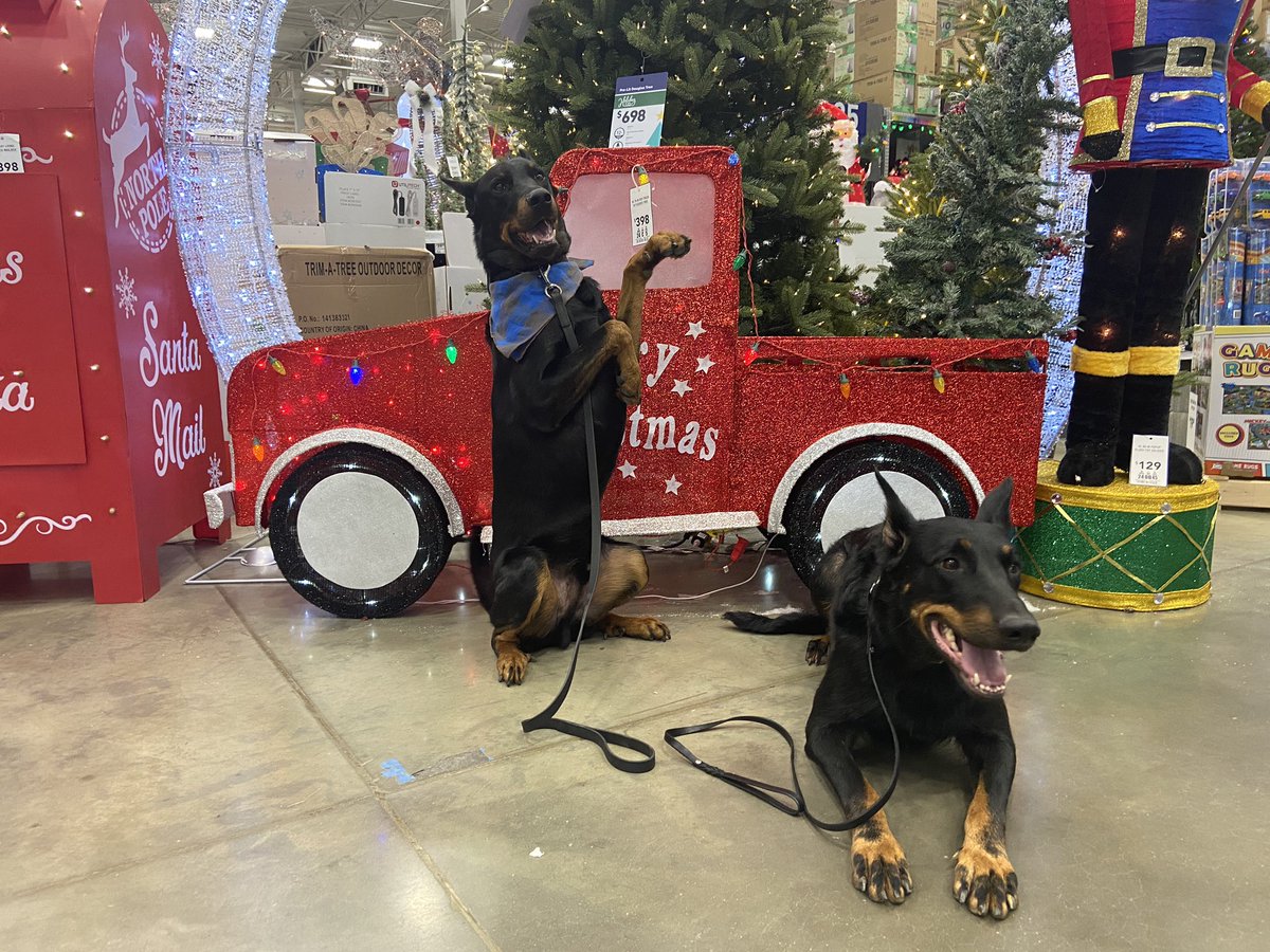 HerdingObsessed's tweet photo. The best friends went to Lowes with us yesterday and as usual, were perfect. #beauceron #dailydog #lowes #ilovemydog https://t.co/OwcqwnYWPj