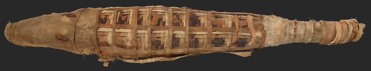 Check out @TheEgyptCentre's mummified crocodile, freshly photographed and edited. Given to Sir Henry Wellcome in 1927 by Flinders Petrie as part of the distribution of ERA finds. X-rayed many years ago with a small 🐊 present. @DrRichJohnston, would be great to scan this! https://t.co/pDk308GpTw