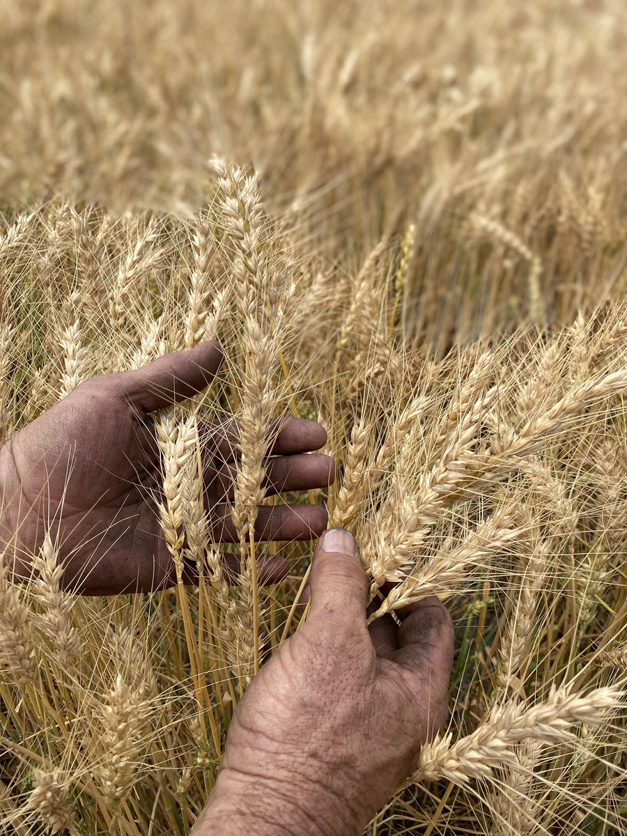 Ag Capital Solutions tweet media