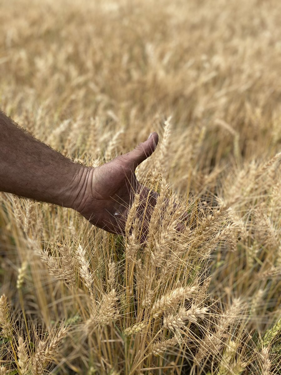 Smiiiillleee! It was great to be back in North West NSW, albeit briefly, &amp; catch up with a few friends &amp; clients. <a href="/paulslk/">Paul</a> best of luck for harvest 🌾

#harvest2020 #beattherain #wherebeercomesfrom #feedthenation #australianag