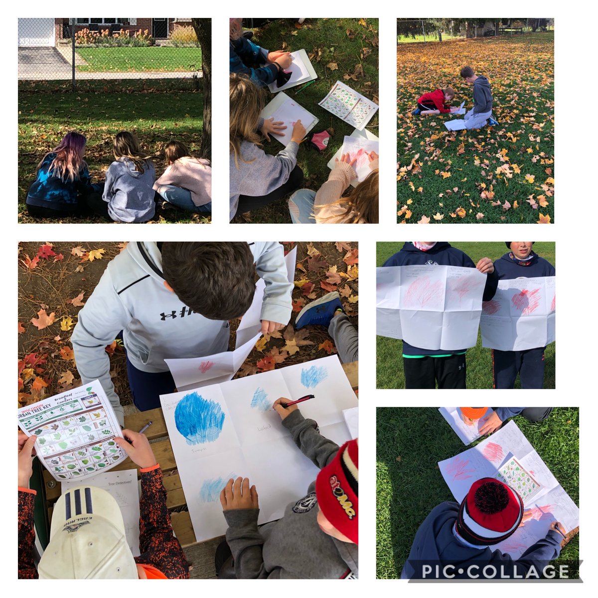 A beautiful fall day to be 'Tree detectives!' Thanks #carolinianforestfestival for the informational video and resources! Grade 6 students @TVDSB @ParkviewPS_K really enjoyed doing leaf rubbings and investigating each tree's identifying features.
