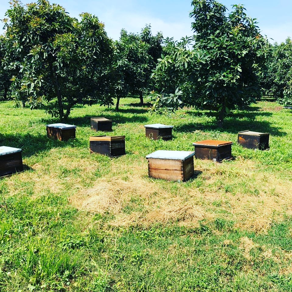 ErickLegaria's tweet image. #conservación #beeproject #beework #polinizacioncruzada #ServiciosAmbientales Apiario que se mueve y mantiene.