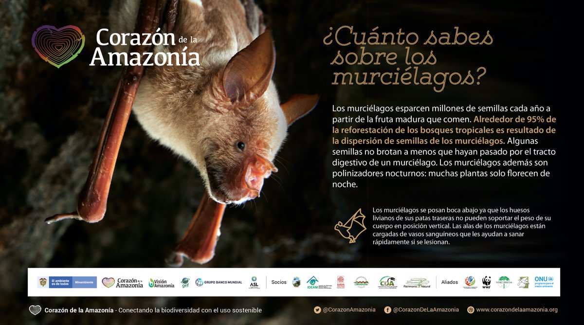 Corazón de la Amazonía tweet media