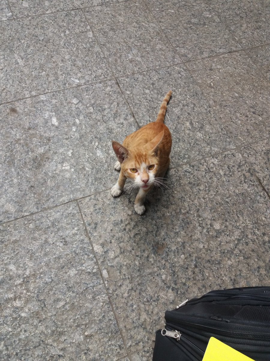 Capt_Bravoh's tweet photo. @TheStourbridge Iz dat uh, Georgey! 😻 https://t.co/Lmmlt162bo