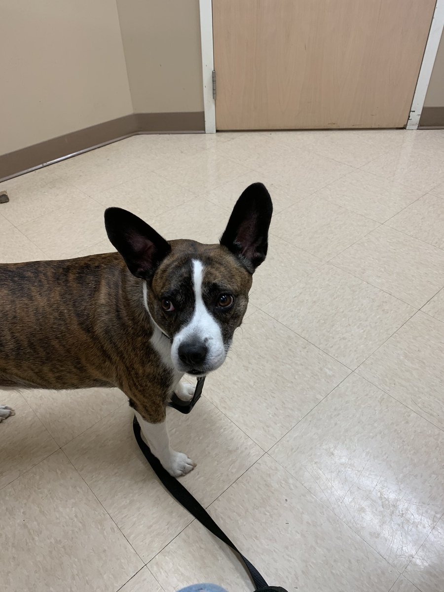cooperbear4's tweet photo. #VET  had to go to vet over my seizures,, I had 6 seizures in one night,so mom and dad took me to vet they upped my meds so far I feel a lot better ❤️ https://t.co/k0S55pVOgA