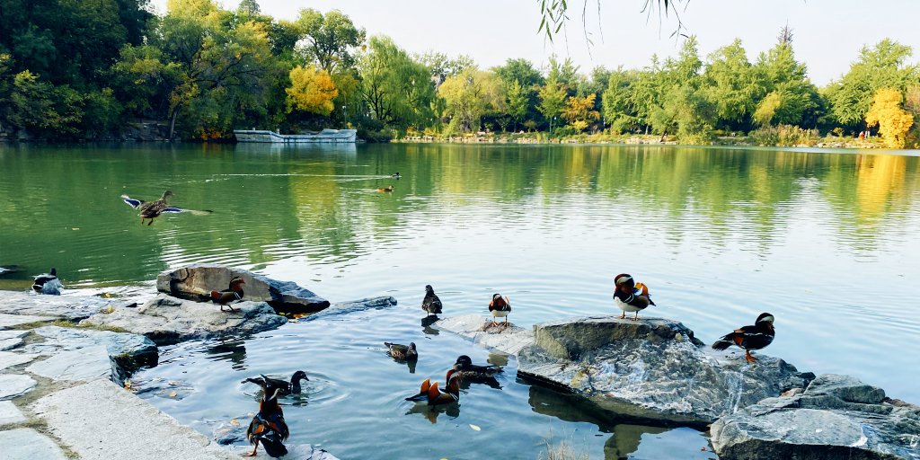 #DCweekend
What a beautiful Saterday! Why not relax and take a stroll by @PKU1898's #WeimingLake?