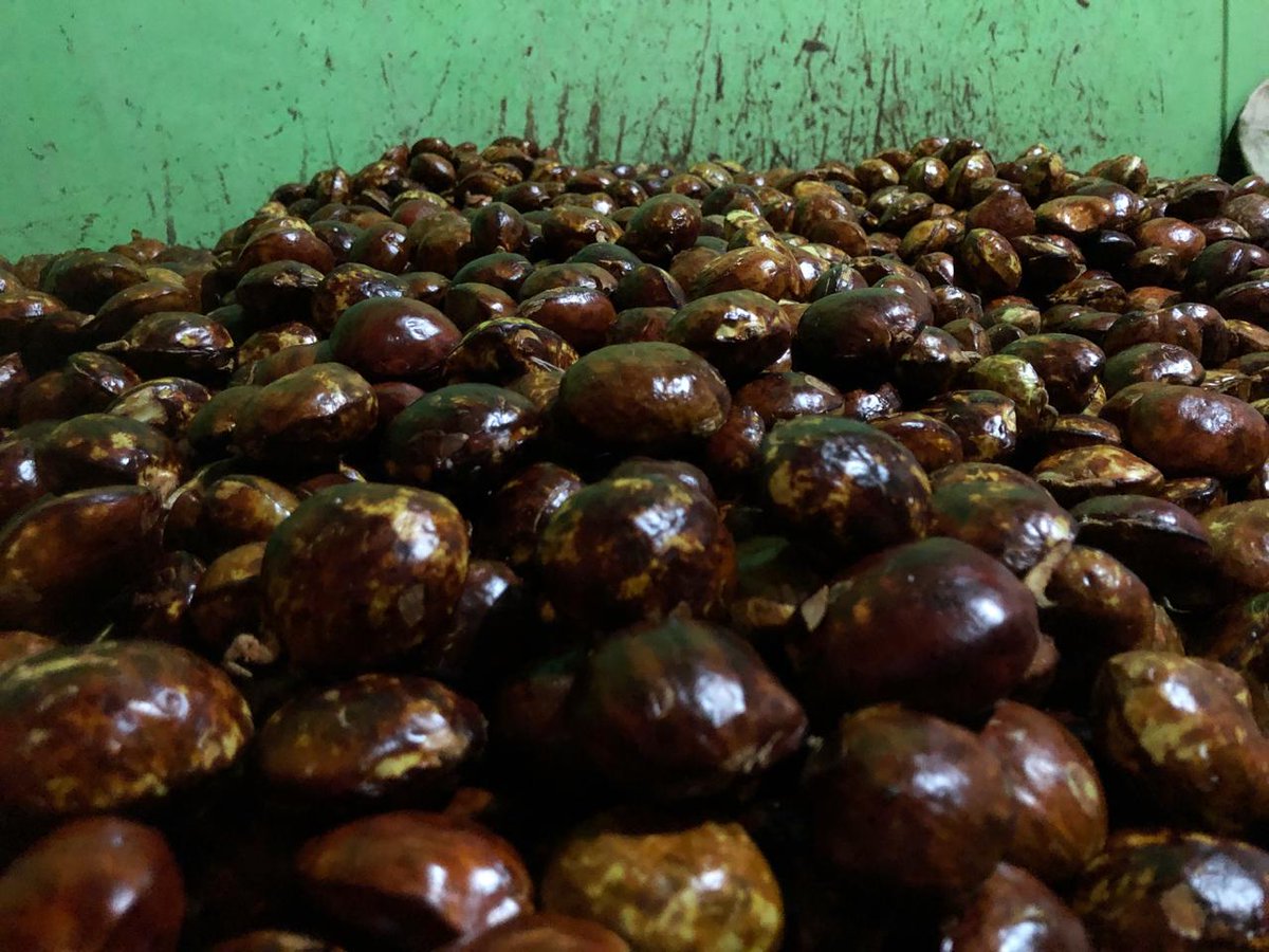 dafid_DI's tweet photo. Ready stock jengkol
#jengkol #sayur #sayuran #sayurmayur #sayurmayurπ
πππ π
I hope today is better than yesterday. Aamiin https://t.co/5uR9eUGF1Y