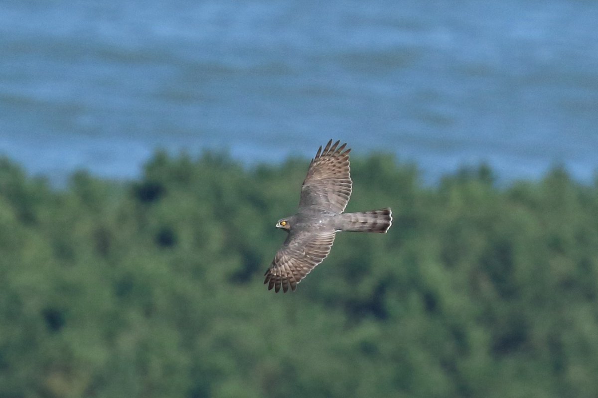 chibull2's tweet photo. #野鳥　#ハイタカ　#タカの渡り

マツバラ～ッ！(^^;

Sparrowhawk　#HawkMigration https://t.co/XKkBXZ8g4E