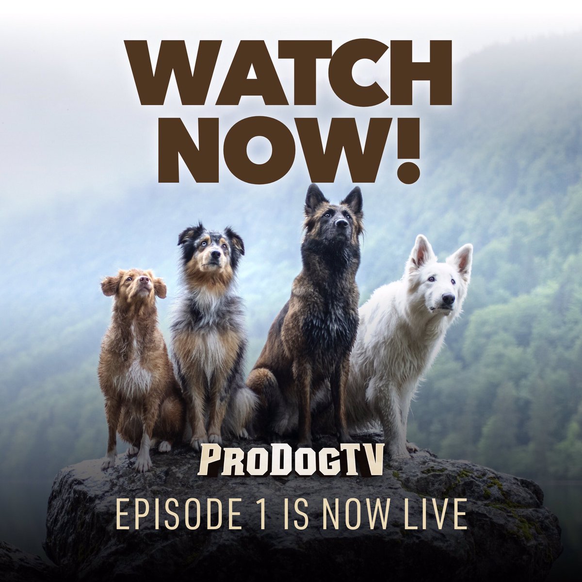 Here is the link for episode 1!  
prodogtv.com/s01e01  
We hope you enjoy this 24 min documentary!
.
.
#prodogtv #newshow #pilotepisode #vídeo #docuseries #professionaldogs #workingdog #sportingdog