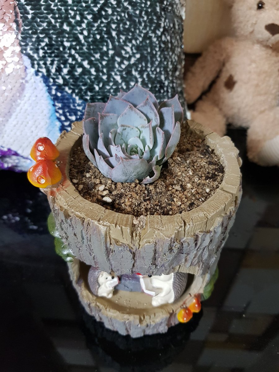 jm10141's tweet image. #다육이 하루만에 자리잡았네 #취미 #다육이키우기