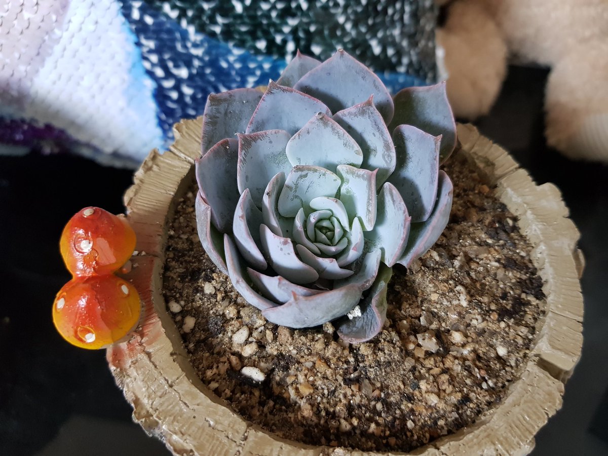 jm10141's tweet image. #다육이 하루만에 자리잡았네 #취미 #다육이키우기