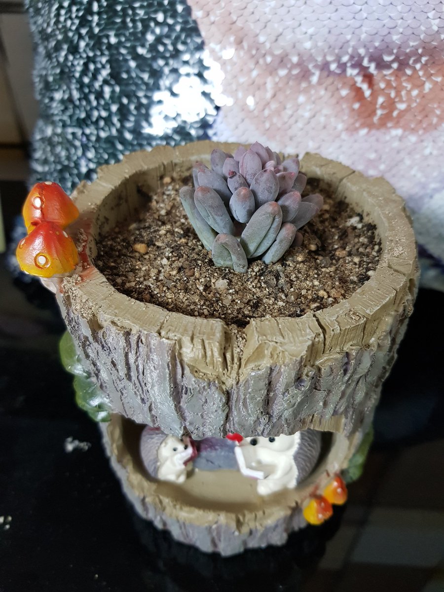 jm10141's tweet image. #다육이 하루만에 자리잡았네 #취미 #다육이키우기
