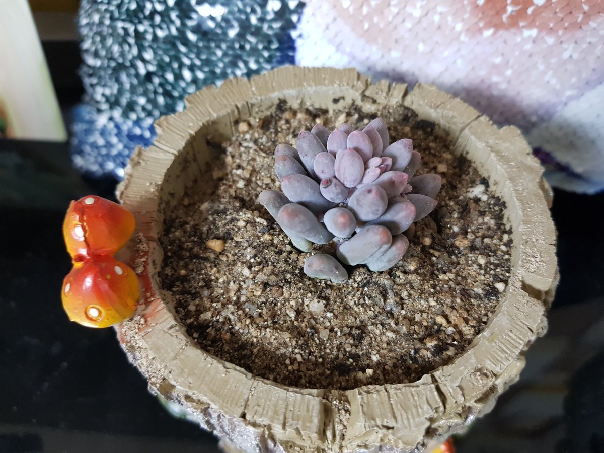 jm10141's tweet image. #다육이 하루만에 자리잡았네 #취미 #다육이키우기