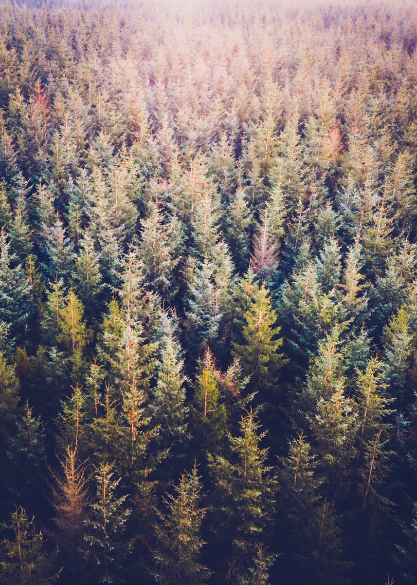 Rick_hilley's tweet photo. Few shots around #GisburnForest  this week #nature #countryside #gisburn #forest #dronephotography #droneoftheday #aerialphotography #lensball #autumncolours https://t.co/BXWLEhwDKb