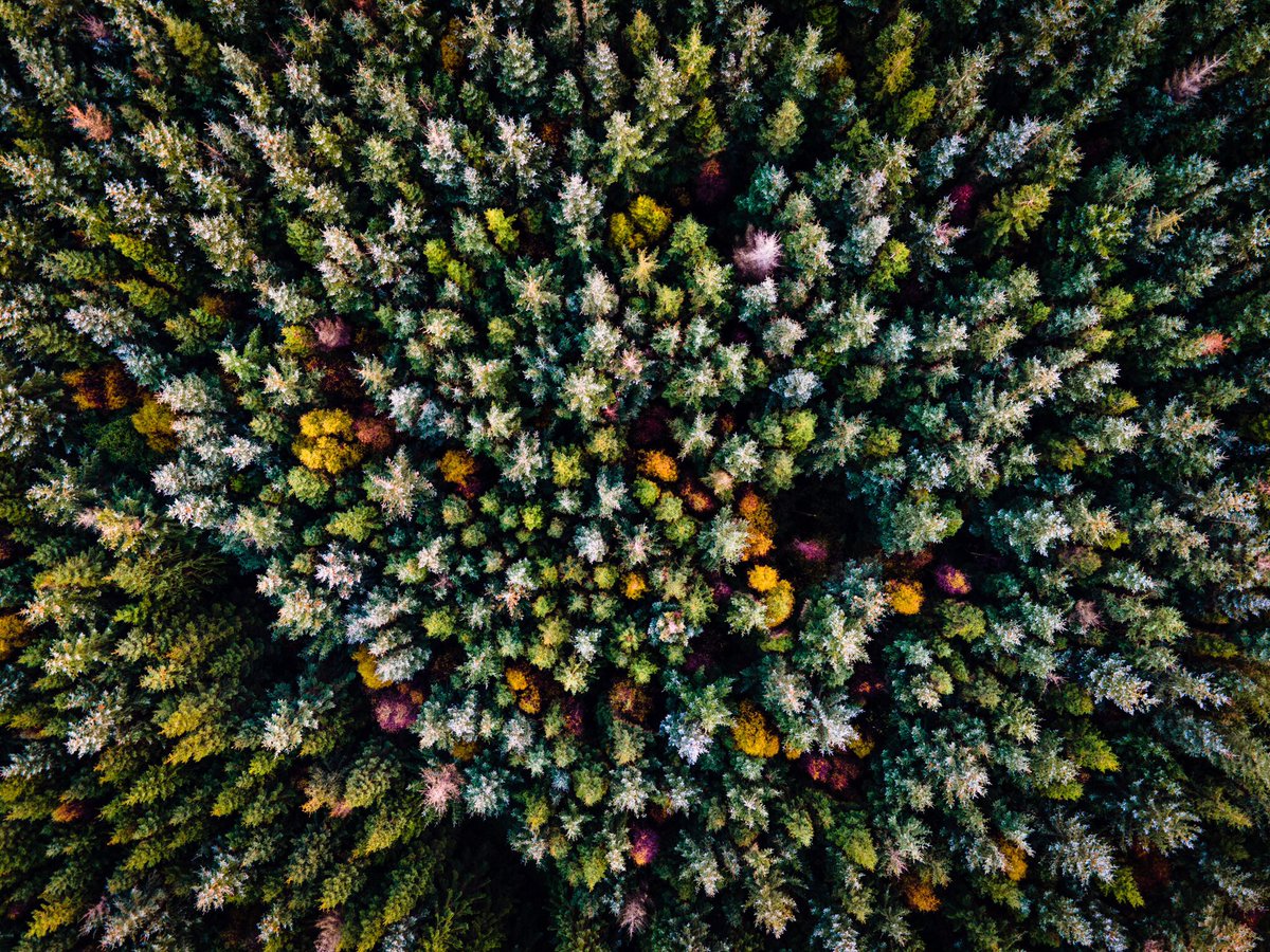 Rick_hilley's tweet photo. Few shots around #GisburnForest  this week #nature #countryside #gisburn #forest #dronephotography #droneoftheday #aerialphotography #lensball #autumncolours https://t.co/BXWLEhwDKb