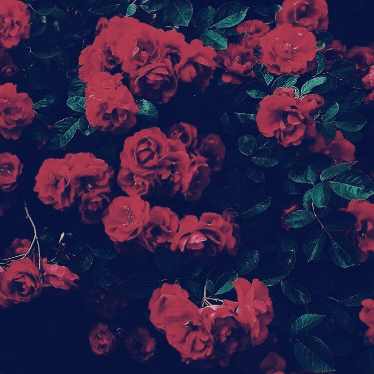 betty • a song about wanting to win someone over “will you have me? will you love me?”