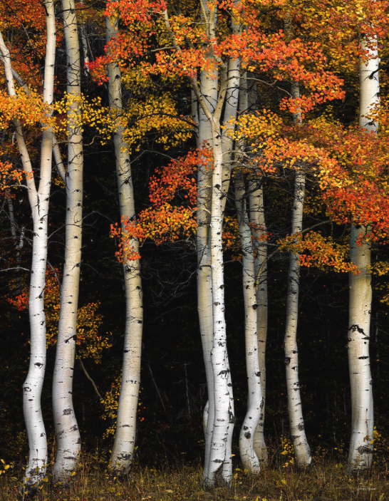 Twittblaster's tweet photo. If you feel like
you're losing everything,
remember that trees lose
their leaves every year
&amp; still they stand tall
and wait for better days
to come. 

📷Left by Diane Sandoval. Right by Leland D. Howard.

#Twittblaster #TwittblasterAutumn #Metaphor #Inspirational #PositiveVibes https://t.co/tkP0ZjxZgL