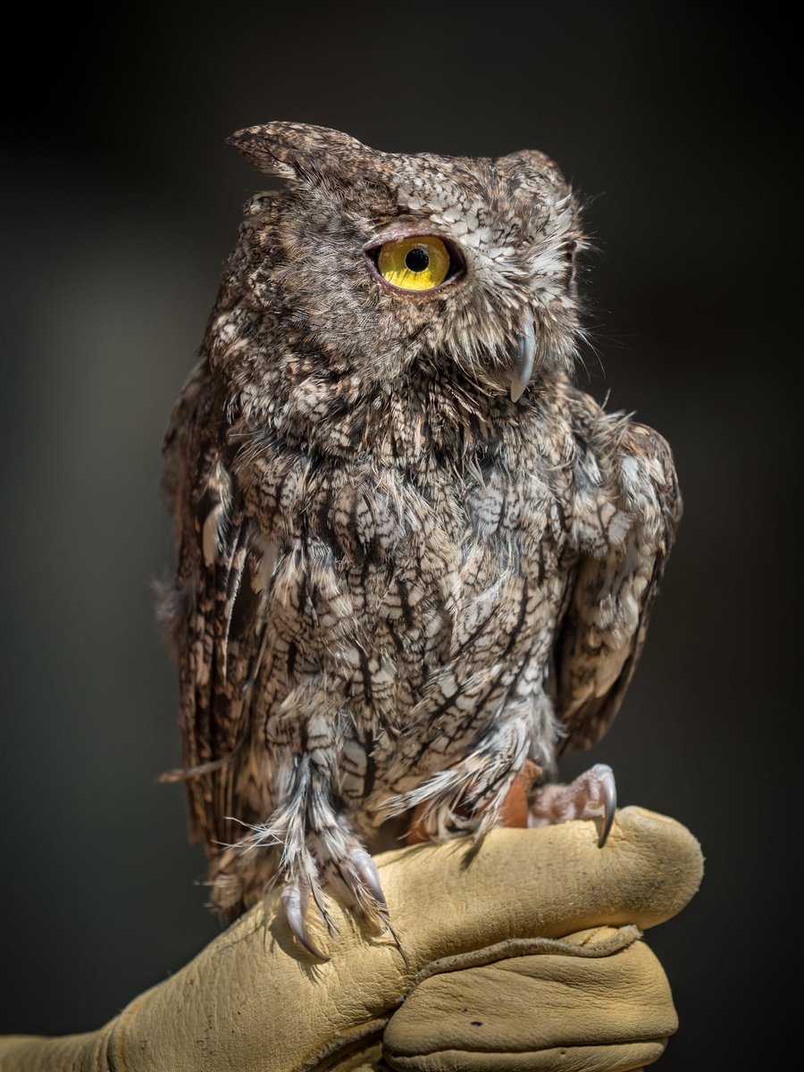 California Raptor Center (CRC) (@calraptorcenter) on Twitter photo STRETCH GOAL! Thanks to the generosity of our supporters, we have set a new goal of $5K for our #CrowdfundUCDavis "Raptors Go Digital!" campaign so that we can provide more education programs to the community. 
Donations can be made here: bit.ly/2I3J23z STRETCH GOAL! Thanks to the generosity of our supporters, we have set a new goal of $5K for our #CrowdfundUCDavis "Raptors Go Digital!" campaign so that we can provide more education programs to the community. 
Donations can be made here: bit.ly/2I3J23z