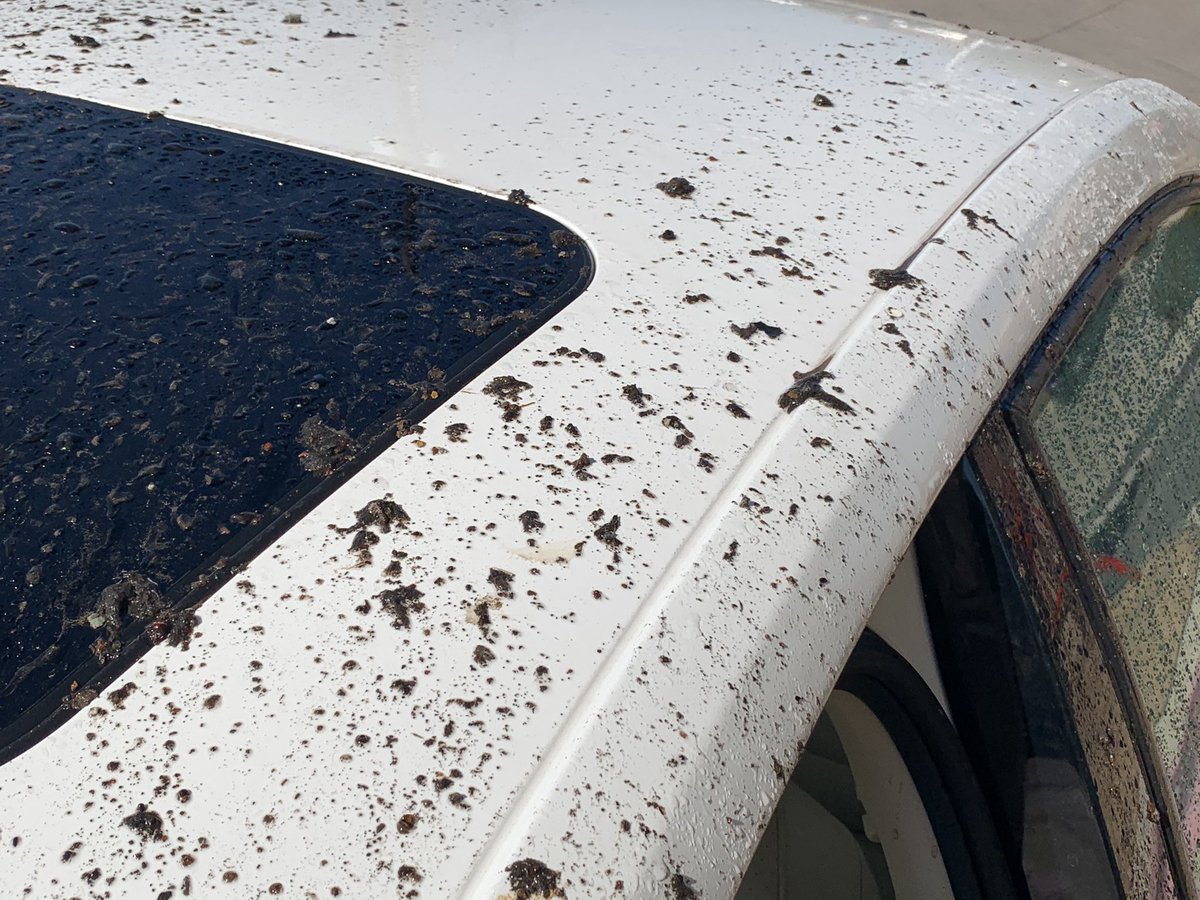 The staff was excellent. They even offered to clean my car, but it’s not their job. Nevertheless the damage was done. 3/