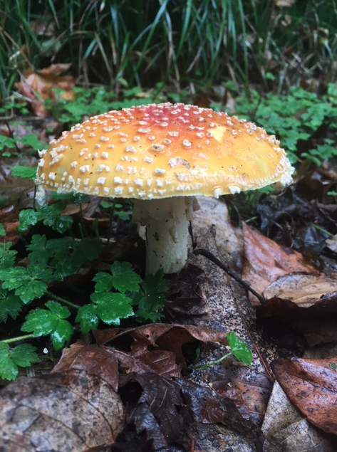 op_life's tweet photo. Why did the Fungi leave the party? - There wasn't mushroom. 😜 #TGIF #SocialDistancing #BeKindStayCalmBeSafe #FunFunPark https://t.co/D2rDI9FnOg