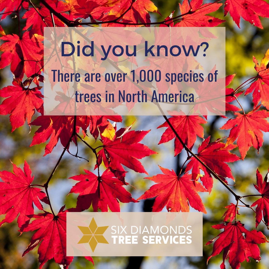 SixdiamondsInc's tweet photo. There are over 1,000 species of trees in North America, but the most common tree is the Red Maple.
#SixDiamondsTreeServices #TreeRemoval #TreeRemovals #TreeService #TreeCare #TreeRemovalService #TreeRemovalExperts #TreeCutting #TreeWork #TreePruning https://t.co/KmYTmeKGRP