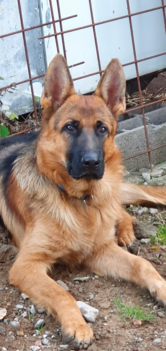 Qu'est ce que je l'aime celui là !❤️🤎
#germanshepherds #dogs