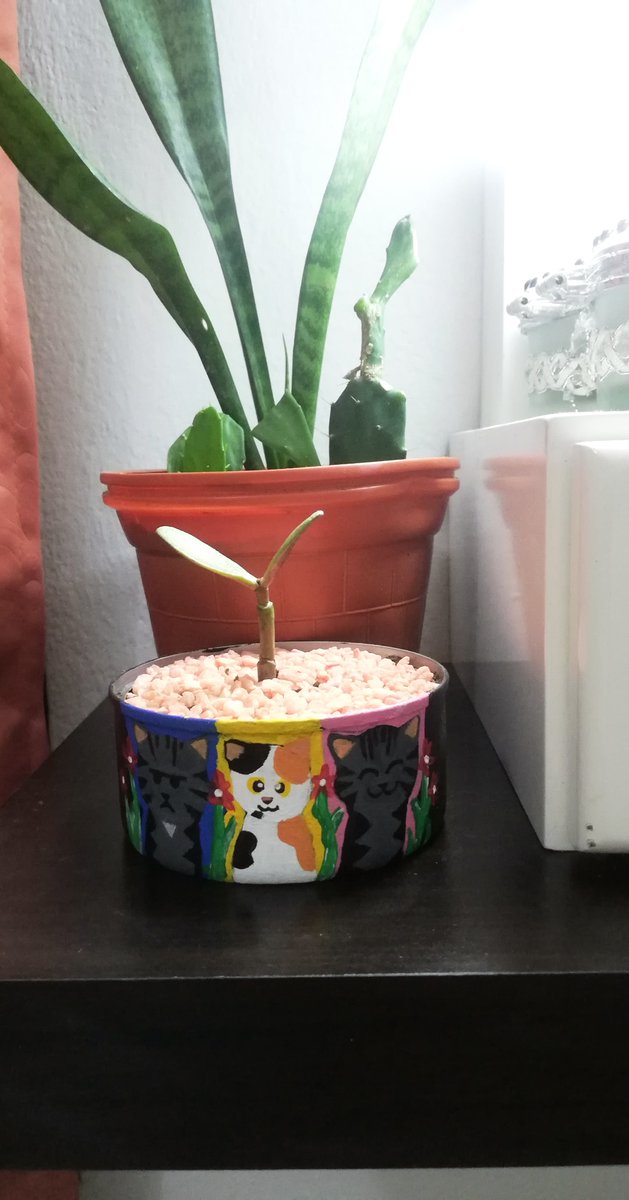 Mis preciosas me salvaron la vida tantas veces, que en mi corazón no cabe el agradecimiento por tanto amor. Extraño a Linda y a mi Pelotica pero las veo todos los días en los ojos de Lilly y ahora las plasmé en una macetita 🤗💛