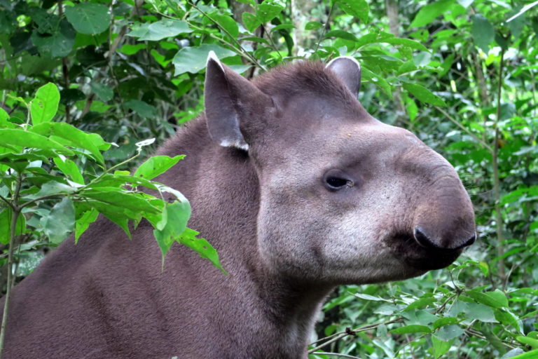 mongabay's tweet photo. Wildlife emergency in Bolivia as fires threaten animal sanctuaries, @MilanSimeMrtnc reports: https://t.co/qeTbuwfv7n https://t.co/pxHTI991FM