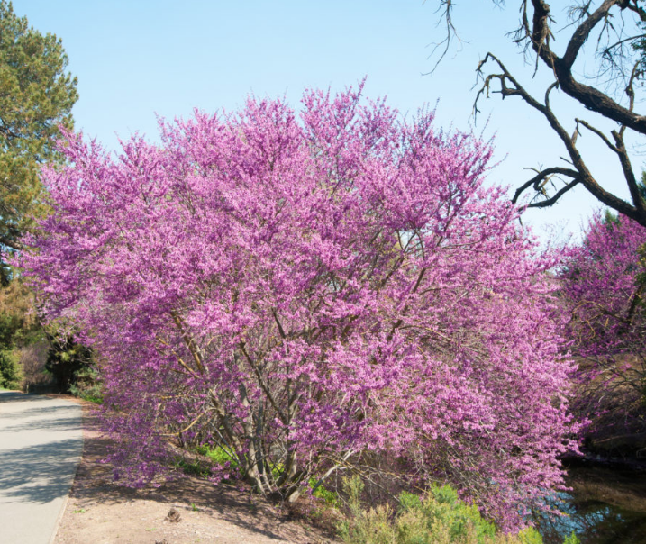 Western Redbud (Cercis occidentalis), another California native deciduous tree, changes from green to this wonderful magenta: