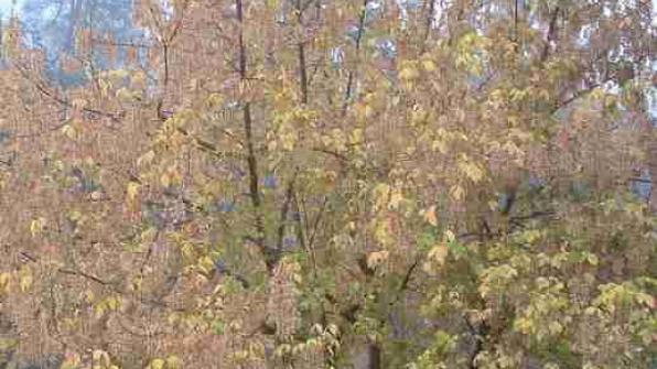 California Box Elder (Acer negundo) is yet another California native deciduous tree, which turns orange/yellow in the Fall: