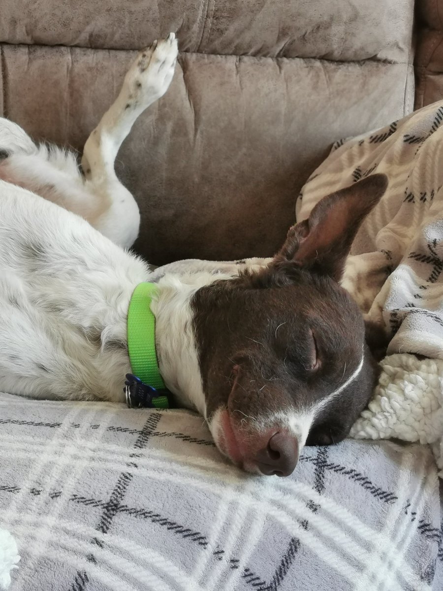 dogbus999's tweet photo. Why do we move mountains, why do we do what we do? Meet Maya, first night in a Foster home, indoors, heating on, full belly and a huge soft comfy sofa. Congratulations Maya you made it sweetheart 🥰😍🥳
#dogbus #teamdogbus #rescue #savinglives #thankyou https://t.co/CAkJPkJpDu
