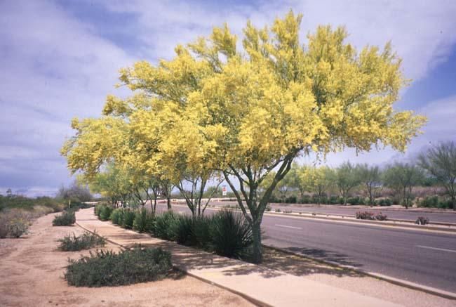 Palo Verde (Cercidium floridum) is another hot-climate deciduous that's native to CA, AZ and northern Mexico. Its leaves turn yellow: