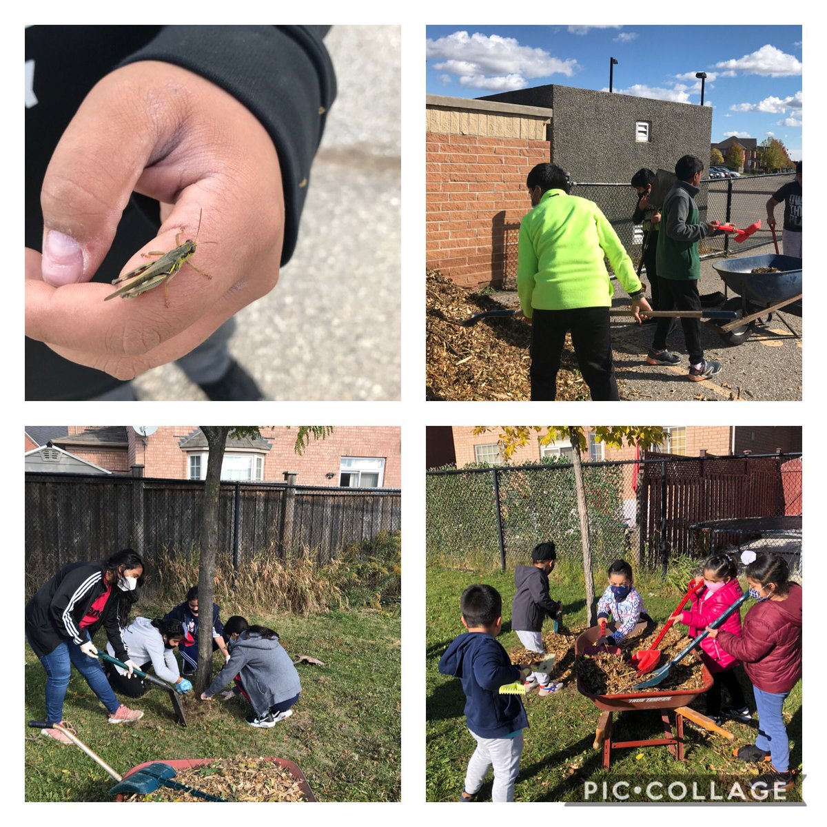 Thanks to <a href="/Acer/">Acer</a> <a href="/CityBrampton/">City of Brampton</a> <a href="/eagleplainsps/">Eagle Plains PS</a> received mulch today! <a href="/peterlbursey/">Peter Bursey</a> kindergarten &amp; <a href="/FarnsworthSue/">Sue Farnsworth</a> Gr 6/7 got the mulch rolling today !! @MrsScordino &amp; <a href="/st23erne/">Katherine Sterne (She/Her)</a> will con’t next week! We even made some new friends (slug &amp; snail didn’t make the photo)..<a href="/PDSB_eco/">Peel EcoSchools</a>