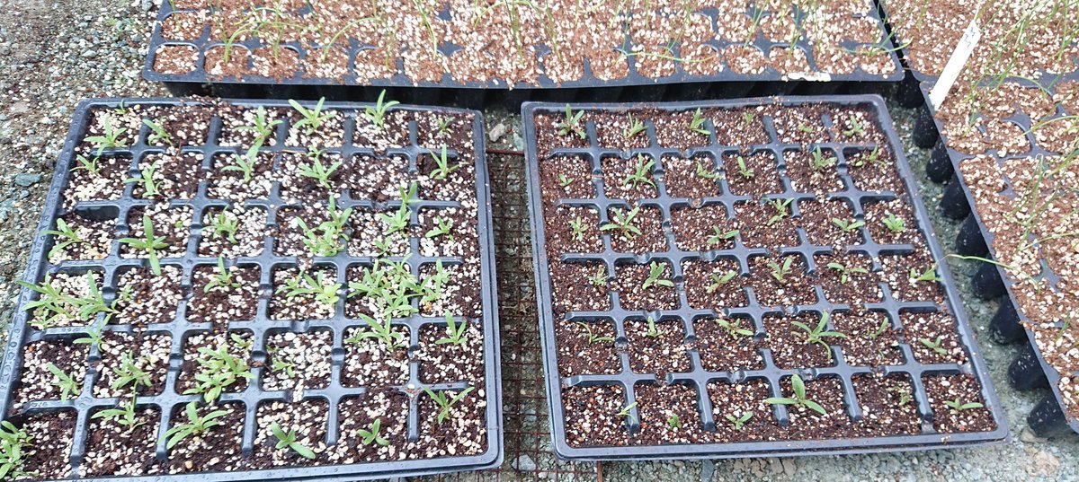 ぃたろ 一枚目 玉ねぎ 極早生苗だけどまだ爪楊枝 竹串サイズ こんなヒョロ苗で大丈夫 二枚目 宿根かすみ草 三枚目 つりがね 草 双葉を食害されてる 四枚目 ネモフィラ 種蒔き二回目 一回目は発芽０だった 発芽率悪すぎ