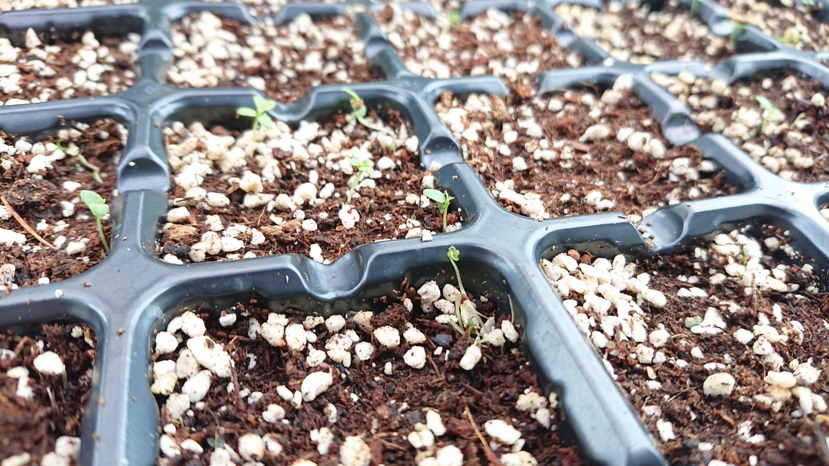 ぃたろ 一枚目 玉ねぎ 極早生苗だけどまだ爪楊枝 竹串サイズ こんなヒョロ苗で大丈夫 二枚目 宿根かすみ草 三枚目 つりがね 草 双葉を食害されてる 四枚目 ネモフィラ 種蒔き二回目 一回目は発芽０だった 発芽率悪すぎ