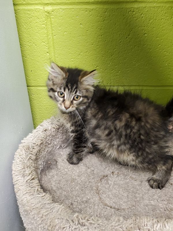 greene_humane's tweet photo. Also staying with us is Taffy, she is an a beautiful kitten who will capture your heart with her antics. She loves affection and adores getting her belly rubbed. If you're interest in learning more about Taffy click below
https://t.co/bWI9GZt9AN https://t.co/fY9iK7Deyh