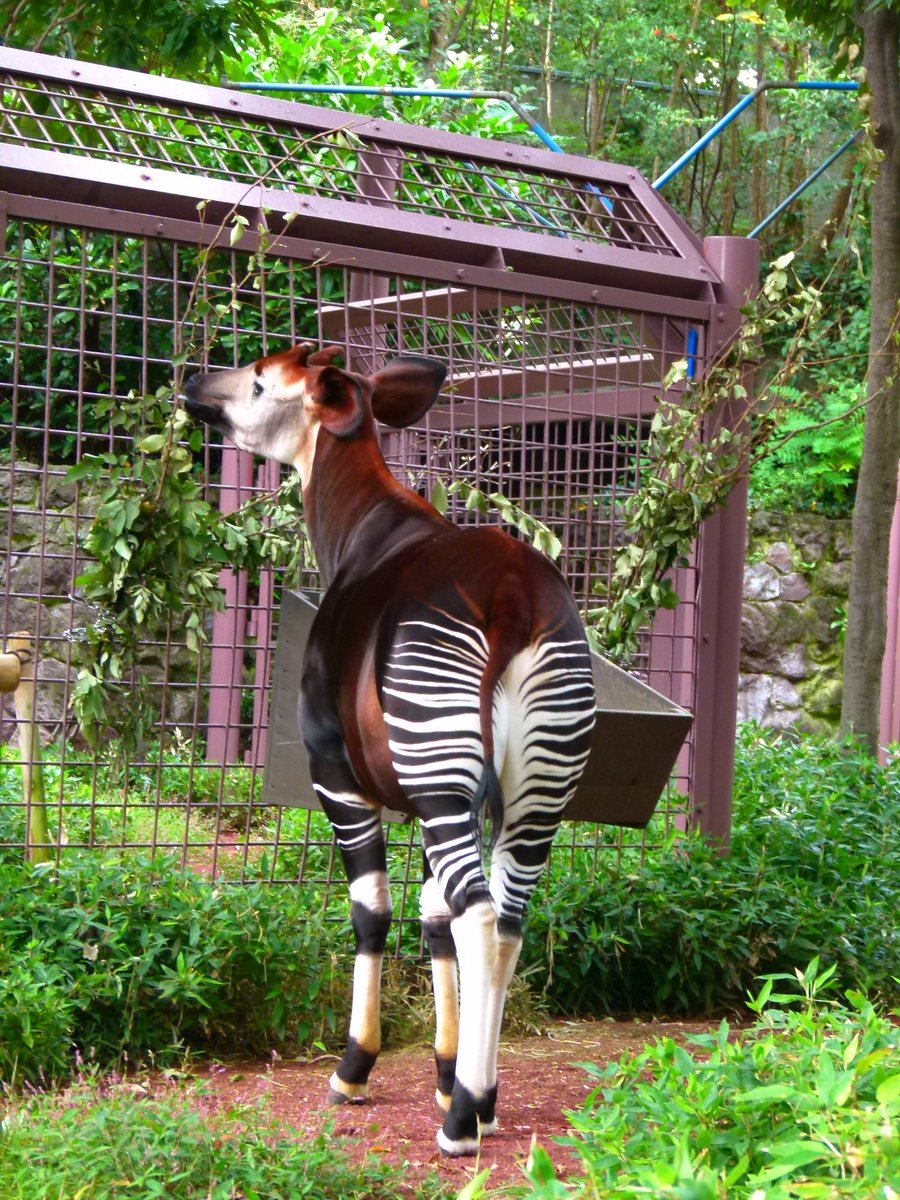 Twitter 上的 上野動物園 公式 こたえは キリン の仲間 オカピの模様から シマウマの仲間と思われていました しかしよく観察すると 長くのびる舌や２つの蹄 角があることなど キリンと同じ特徴をもっています 模様が似ているシマウマは ウマと同じで蹄