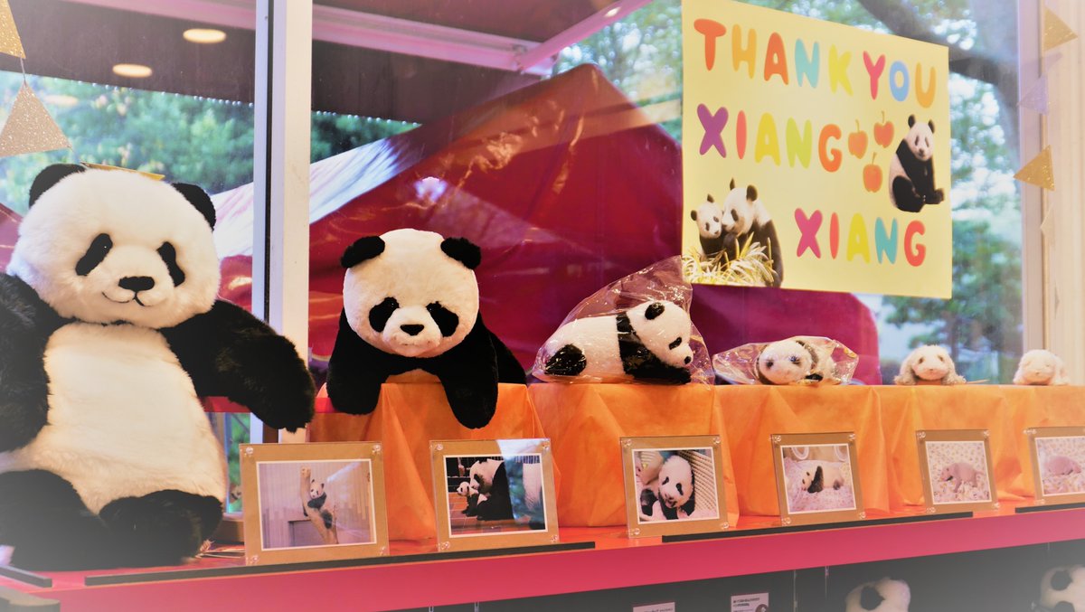 上野動物園 公式 本日 10 17 土 園内ショップにて Thank You シャンシャン 商品 発売開始です ギフトグッズは東園ギフトショップ リトルトランク フードメニューは各フードショップで求めください 画像はリトルトランク 新ディスプレイ